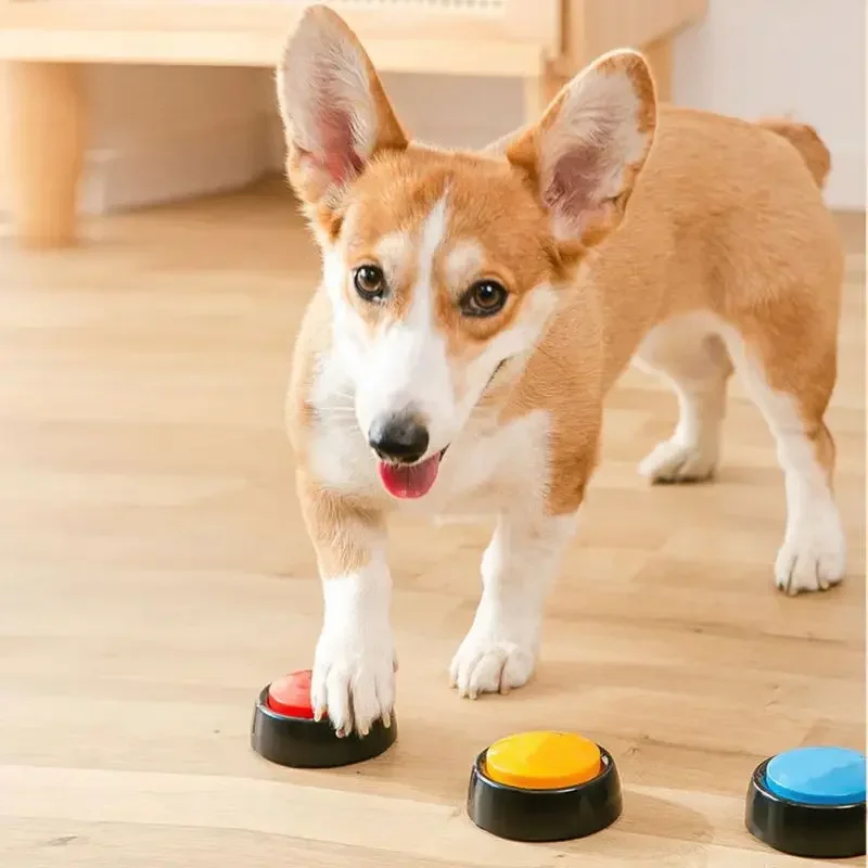 Caixa de som para animais de e - Event Party Box avaliação e preço